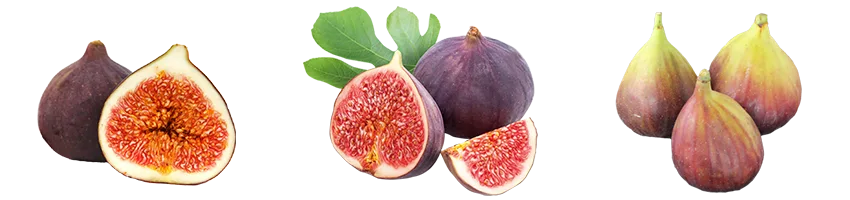 Green Valley for Import & Export - Agriculture products | Egypt