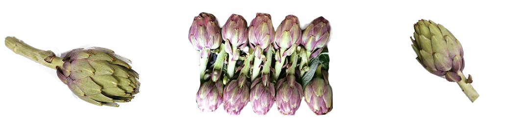 Green Valley for Import & Export - Agriculture products | Egypt