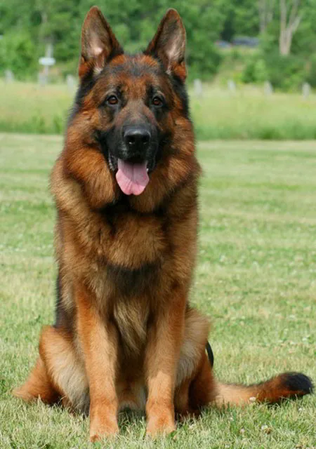 Mittelwest German Shepherds