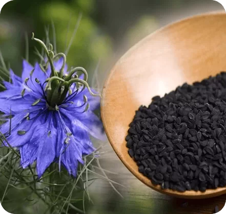 The Blessed Seed - Health & Medical products | United Kingdom