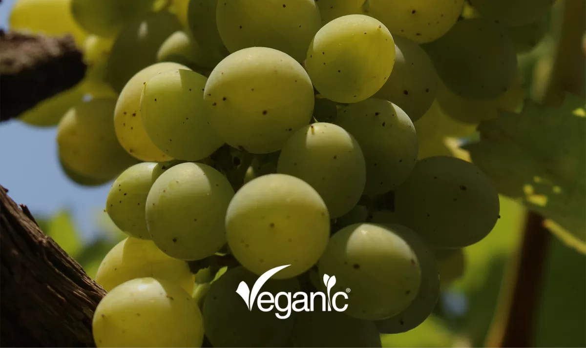 Veganic Nature, S.L. - Agriculture products | Spain
