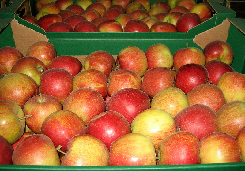 Exporter Piotr Fylak
