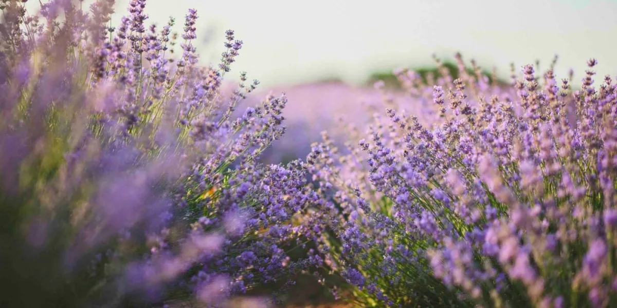 Biottonia Natural Care S.L.