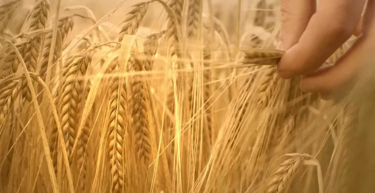 Connolly's RED MILLS - Agriculture products | Ireland