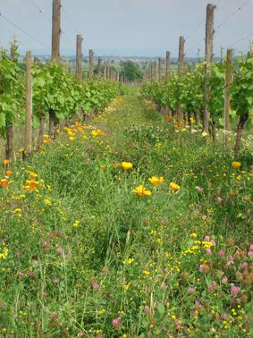 Association de vignerons Patrimoine