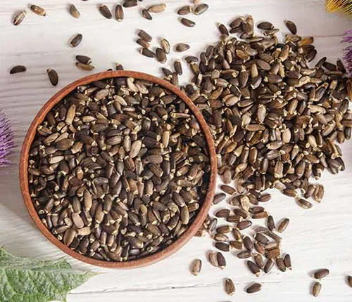 Himalaya Herb Stores