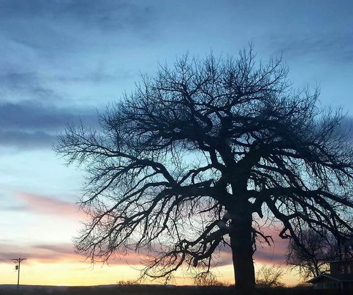 Telluride Tree Services