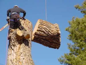 Tree Services of Aspen