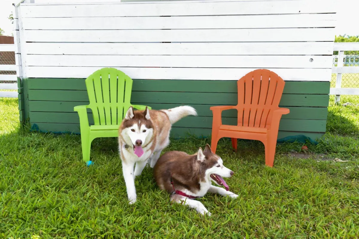 Doggy Ranch