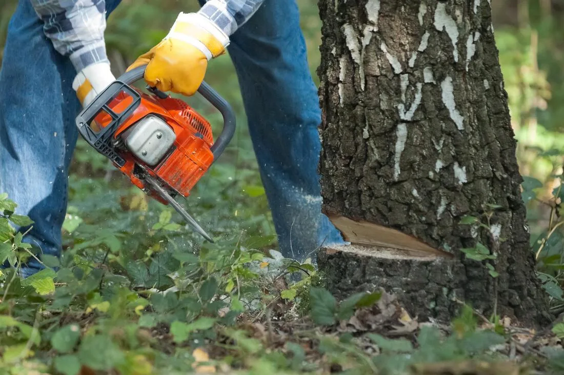 Orem Tree Experts