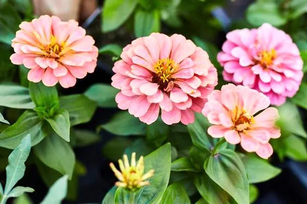 Dennis' 7 Dees Garden Center