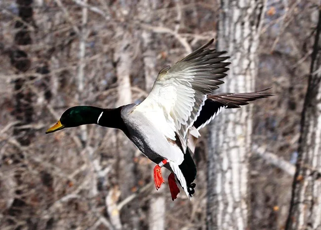 Duck And Geese Guides