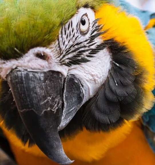 Beecroft Bird & Exotics Veterinary Clinic