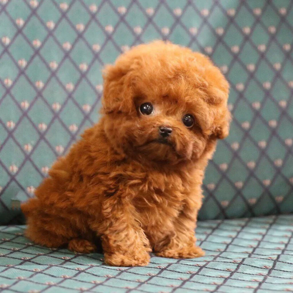 Celebrity Poodles