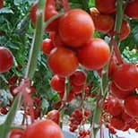 Hebei Shuangxing Seeds Co., Ltd