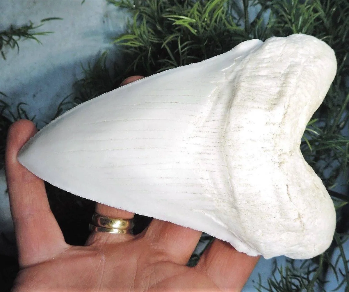 Rocksolid Fossils