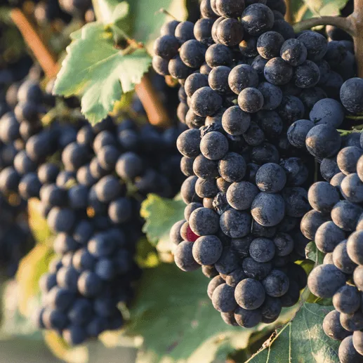 Aroa Bodegas