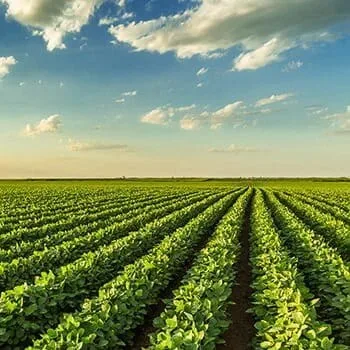 Bunge Limited