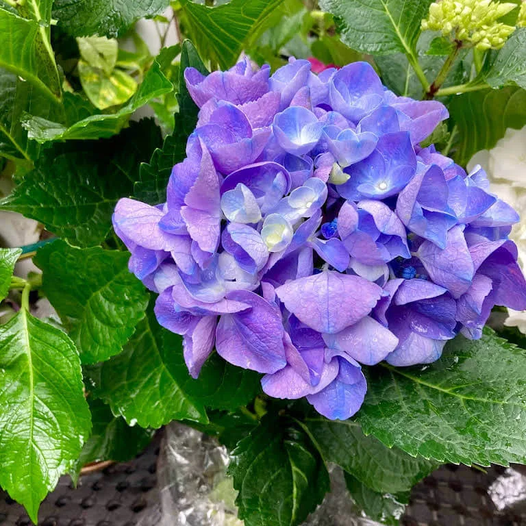 Sai Nursery