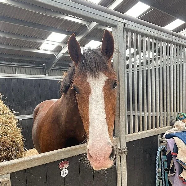 Byley Equestrian