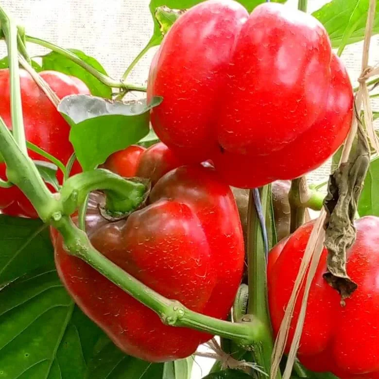 Yasai Farms