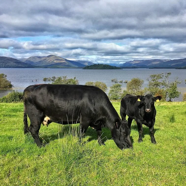 Portnellan Farm