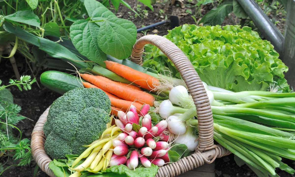 Suståne Natural Fertilizer Inc - Agriculture products | United States