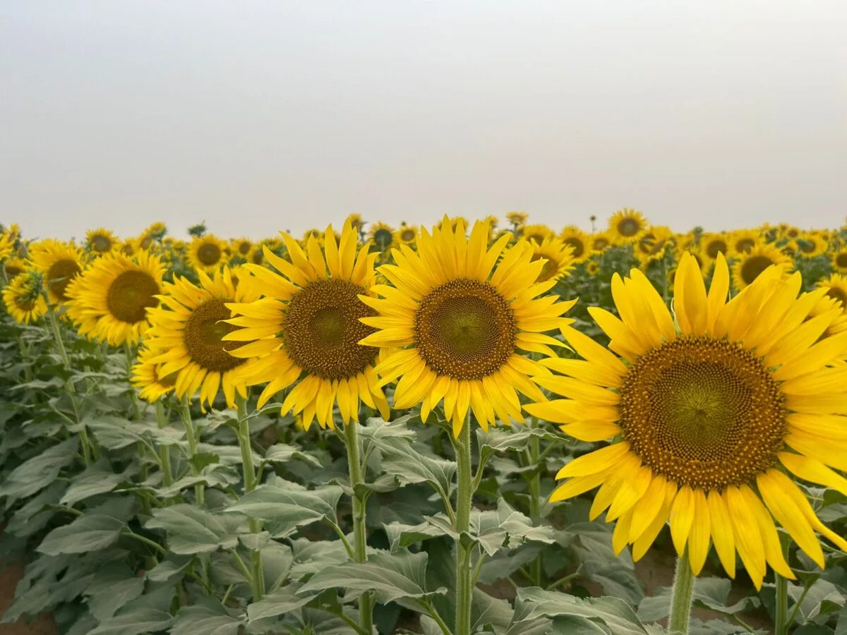 Al Dahra Holding LLC - Agriculture products | United Arab Emirates