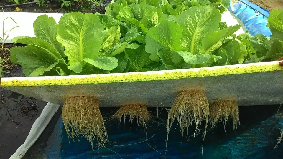 Bioplant Agriculture