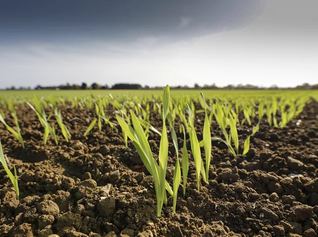 Desarrollo Agrícola y Minero, S.A. - Agriculture products | Spain