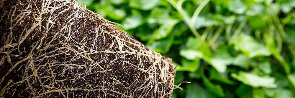 Koppert B.V. - Agriculture products | Netherlands
