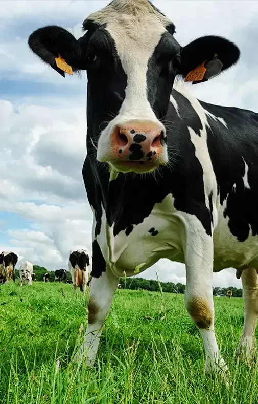 Connolly's RED MILLS - Agriculture products | Ireland