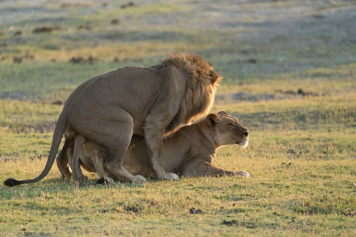 Katikati Tours and Safaris - Others & Miscellaneous products | Tanzania