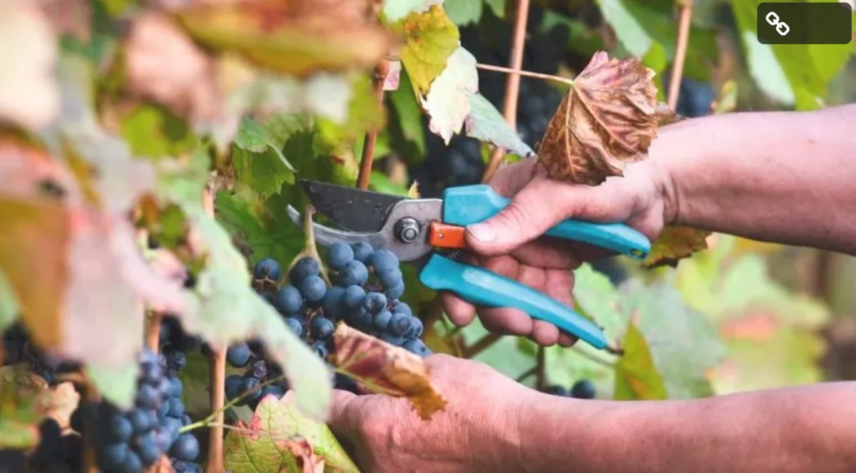 Syngenta International AG - Agriculture products | Switzerland
