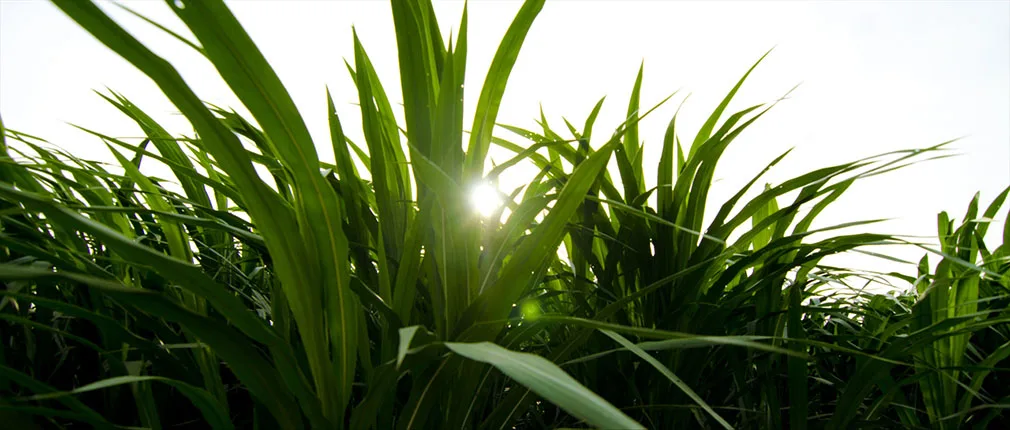 PT Great Giant Pineapple - Agriculture products | Indonesia