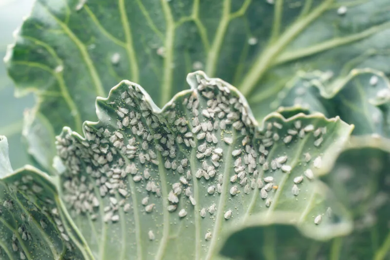 Lallemand Plant Care - Agriculture products | Canada