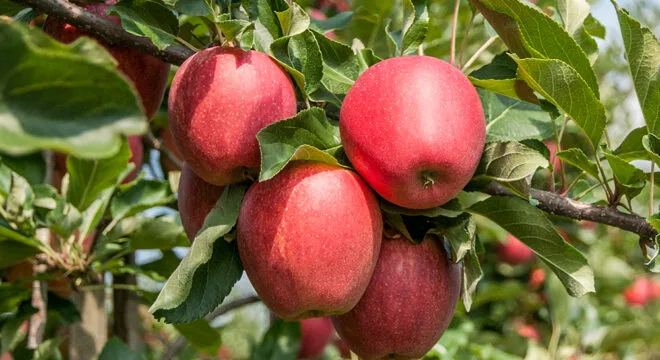 Andermatt Group AG - Agriculture products | Switzerland