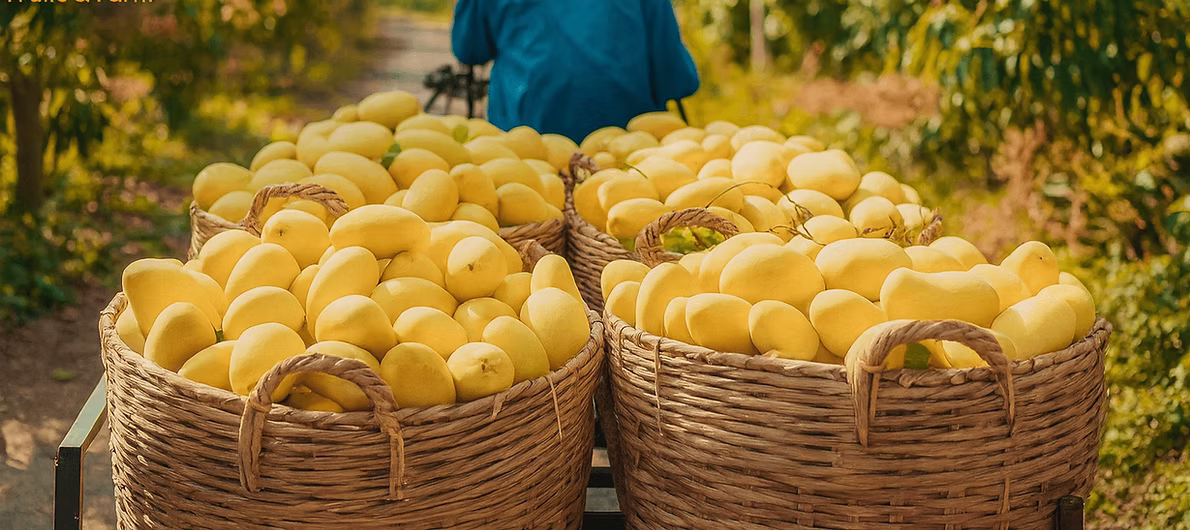 Tam Ngoc Limited Liability Company - Agriculture products | Vietnam