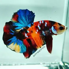 JV Betta - Others & Miscellaneous products | United States