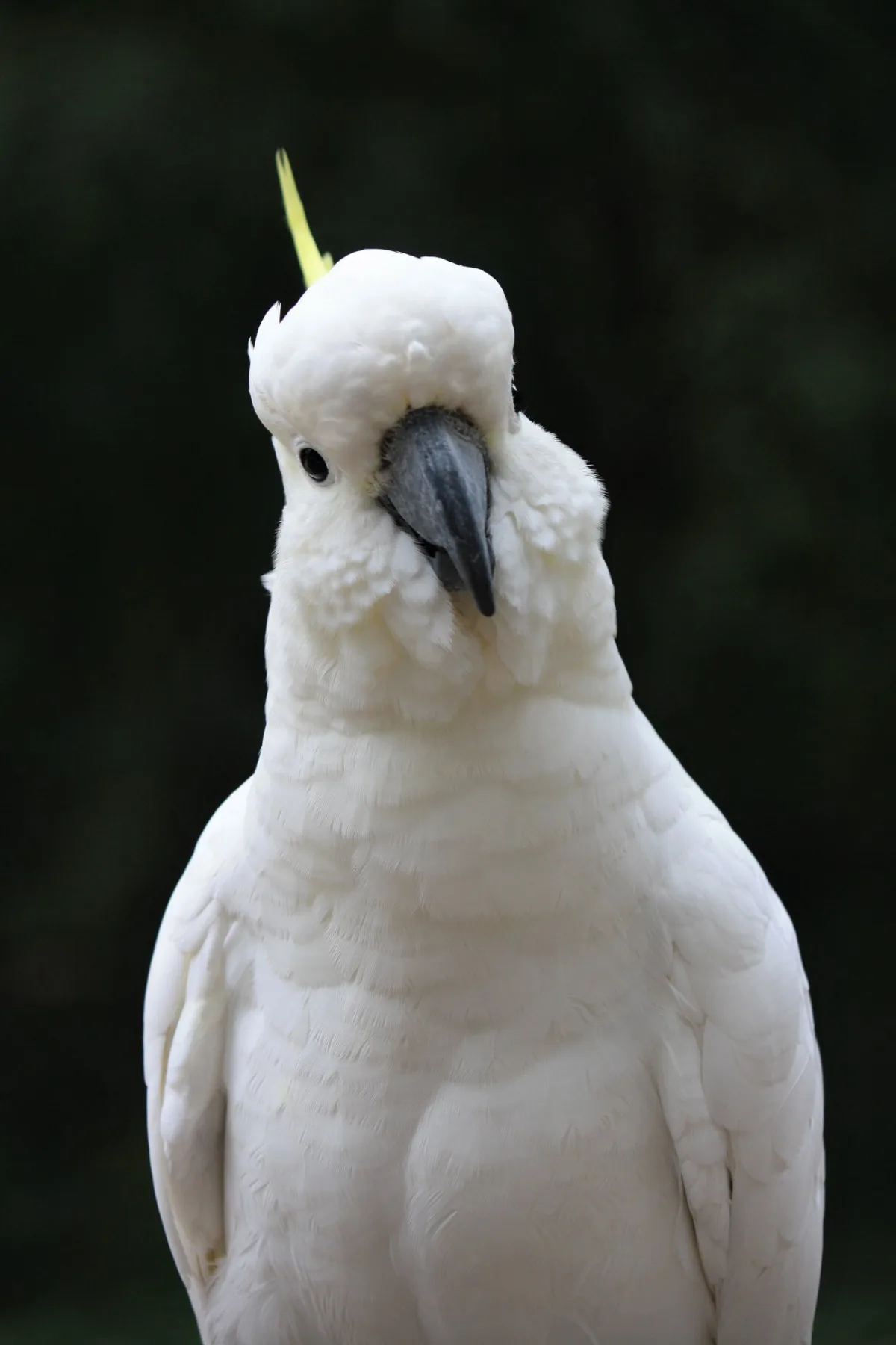 Beecroft Bird & Exotics Veterinary Clinic - Others & Miscellaneous products | Singapore