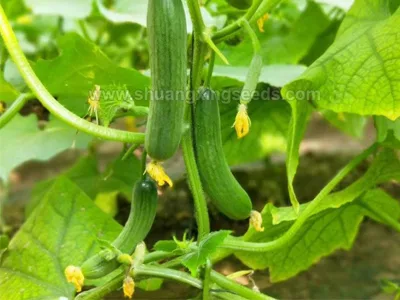 Hebei Shuangxing Seeds Co., Ltd - Agriculture products | China