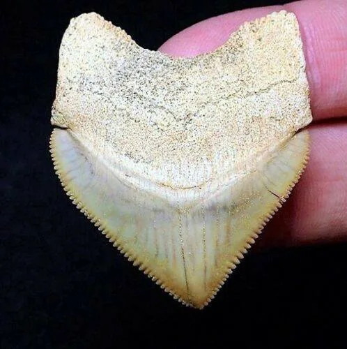 Rocksolid Fossils - Crafts, Gifts & Toys products | United States