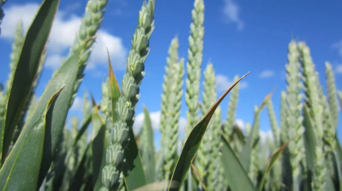 Syngenta International AG - Agriculture products | Switzerland