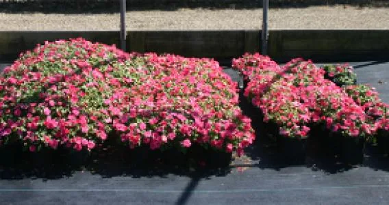 Suståne Natural Fertilizer Inc - Agriculture products | United States