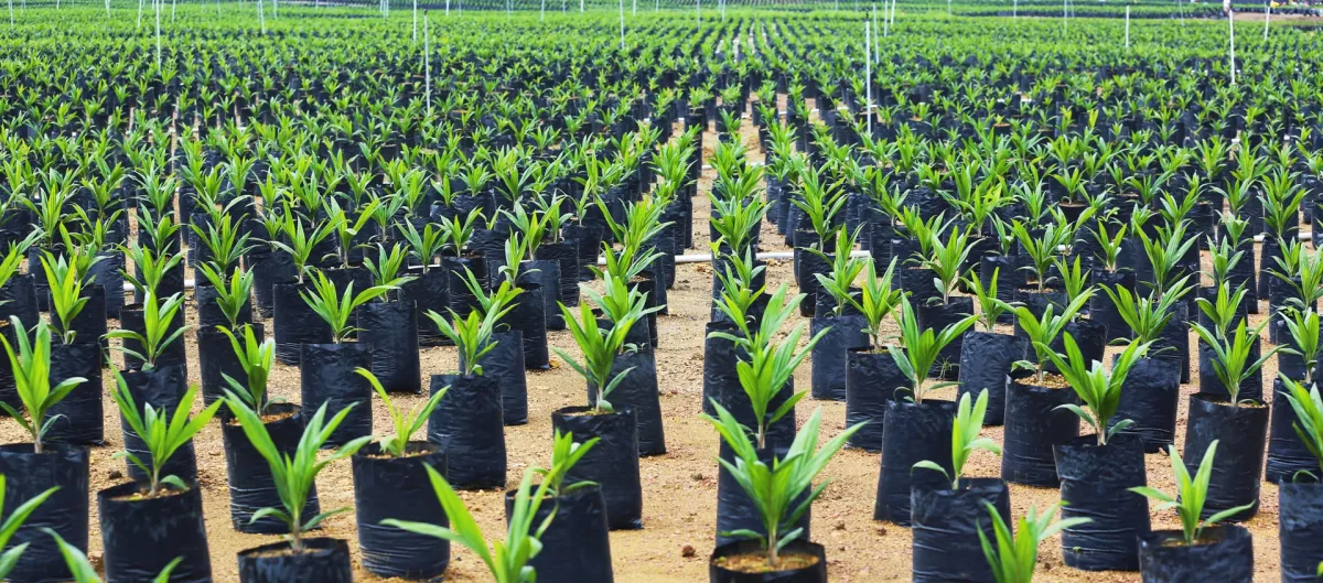 Olam Food Ingredients Ghana Ltd - Foods & Beverages products | Ghana