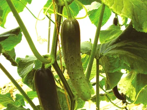 Biolchim S.p.A. - Agriculture products | Italy