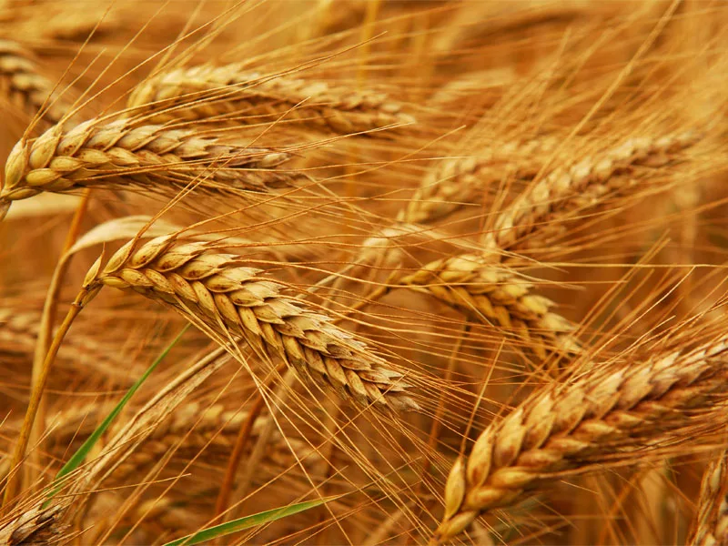 Desarrollo Agrícola y Minero, S.A. - Agriculture products | Spain