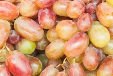 Modern Company for Fertilizer Production Ltd. - Agriculture products | Jordan