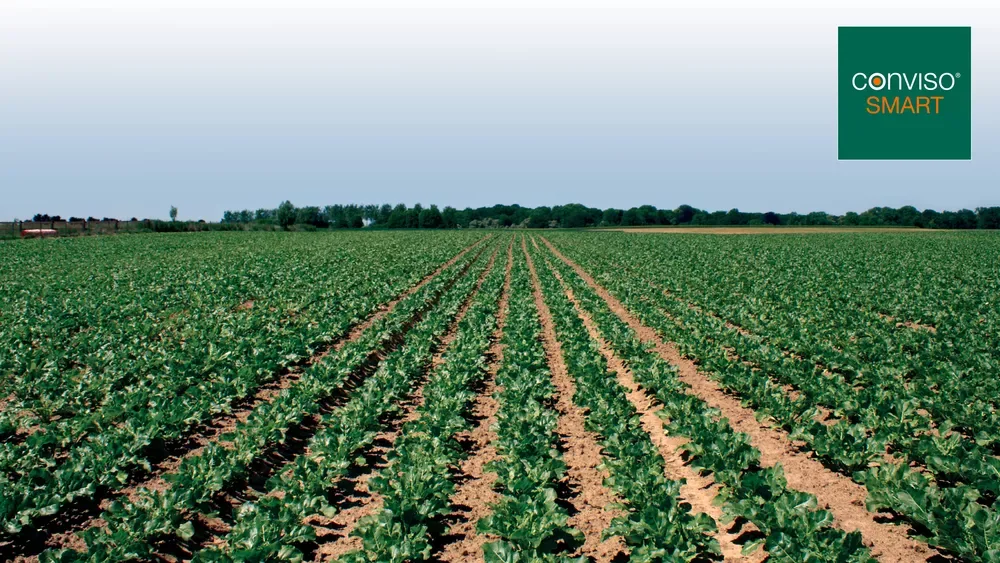 SESVanderHave NV - Agriculture products | Belgium