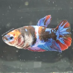 JV Betta - Others & Miscellaneous products | United States